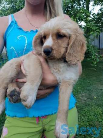 Продам щенка, фотография 1