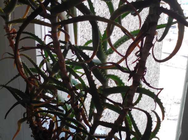 Продам алоэ, фотография 3