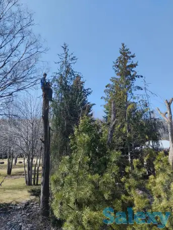 Спил, сруб деревьев, обрезка, кронировка, выкорчевка пней, фотография 1
