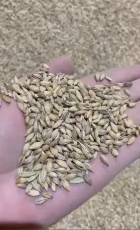 Ячмень, фотография 1