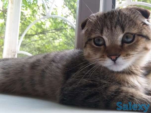 продам веслоуху  5 мес., фотография 2