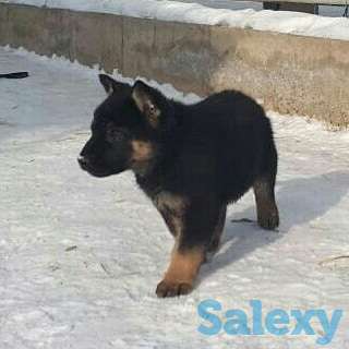 Срочна продам щенков ВЕО, фотография 5