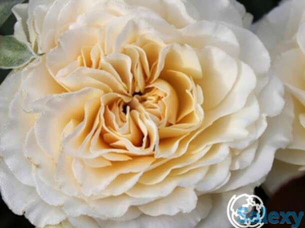 Роза лилиан бейлис, харкнесс, фотография 1