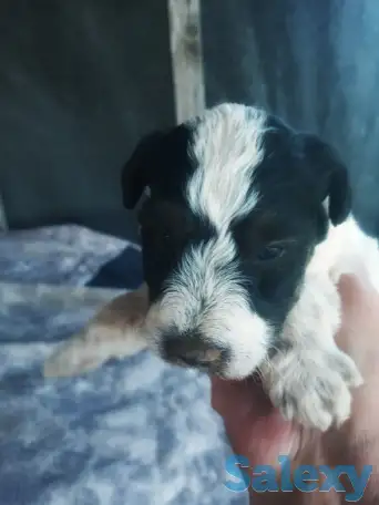 Щенки фокстерьера, фотография 1