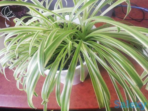 Продажа  комнатные цветы, фотография 6