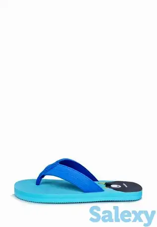 Сланцы t.taccardi, фотография 1