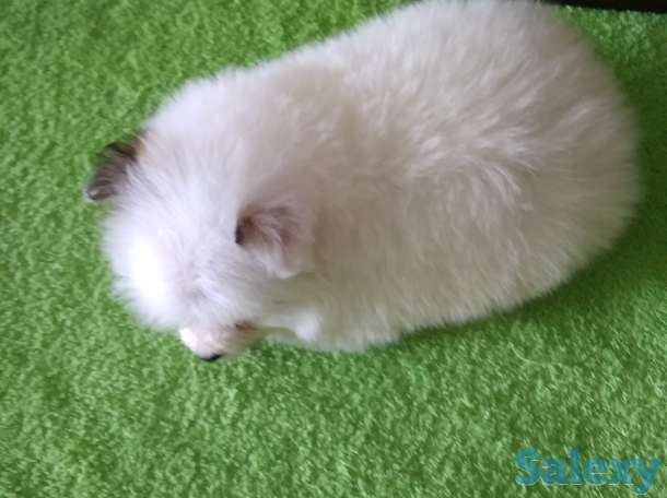 Продам мальчишек шпицов, фотография 3