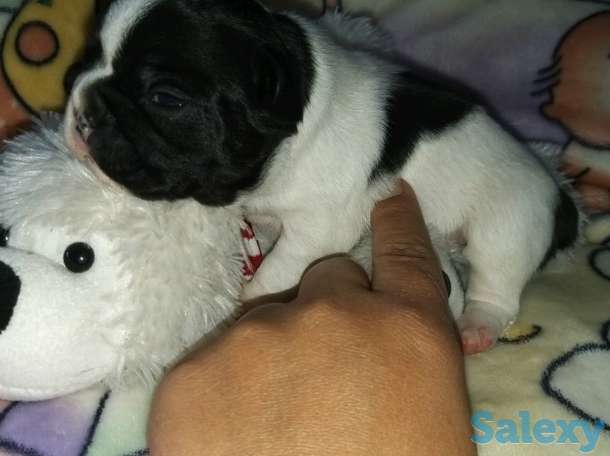 Французский бульдог, фотография 3