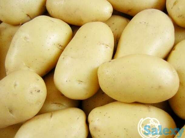 Семена Картофель Баллада 0,02г, фотография 1