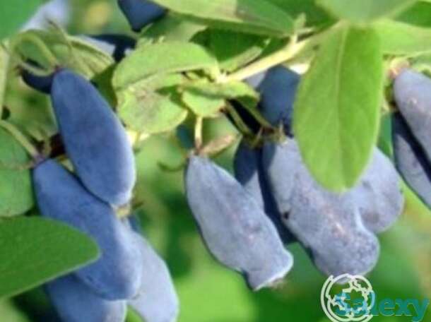 Жимолость дуэт, фотография 1