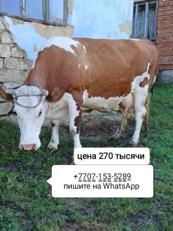 Продам корову молочную, фотография 1