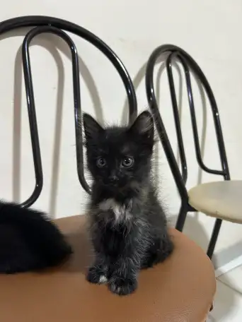 Отдам котят в хорошие руки, фотография 2