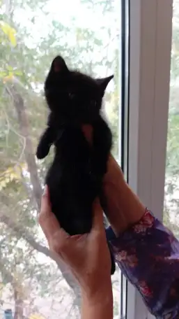 Котята, фотография 2