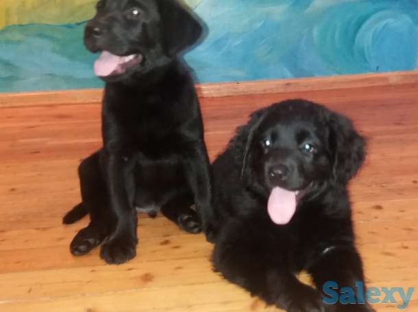 Продам щенков лабрадора черного окраса, фотография 8