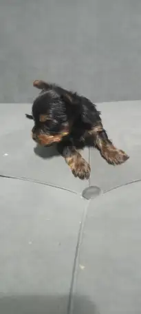 Щенки йоркширского терьера, фотография 2