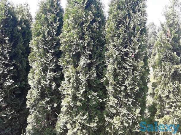 Живые елки, фотография 2