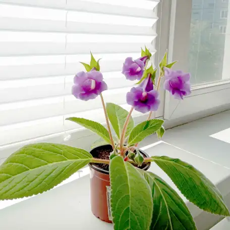 Глоксинии. Комнатные цветы., фотография 7