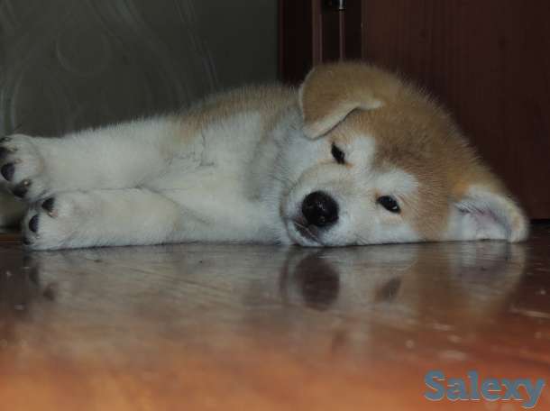 щенки акита ину, фотография 6
