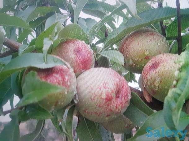 Продам Дачу, фотография 2