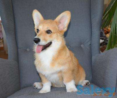 Вельш Корги Пемброк щенки (питомник «Nivas Joy» в Алматы), фотография 2