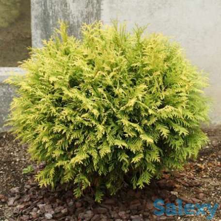 Туя западная шаровидная Вудварди Woodwardii, фотография 4