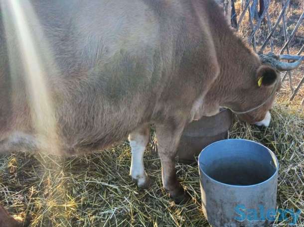 Продам большую корову, фотография 1