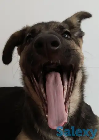 Отдам щенка бесплатно, фотография 1