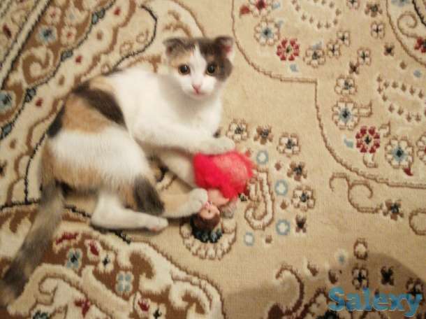 Продам котёнка 20000тг, фотография 1