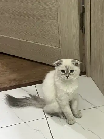 Продаю Кошку 5-6 месячную в добрые руки, фотография 3