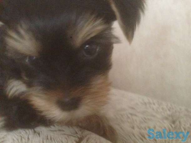 продам щенки, фотография 1