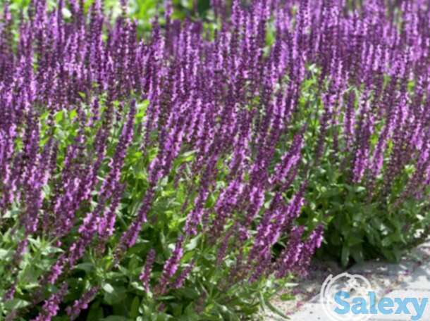 Сальвия Аметист, фотография 1