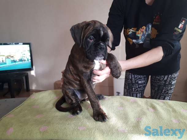 Щенки Немецкого Боксера, фотография 3