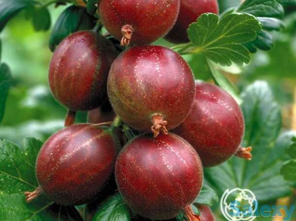 Крыжовник Финский красный, фотография 1