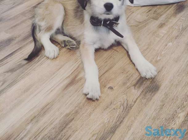 Отдам щенка в хорошие руки!, фотография 1