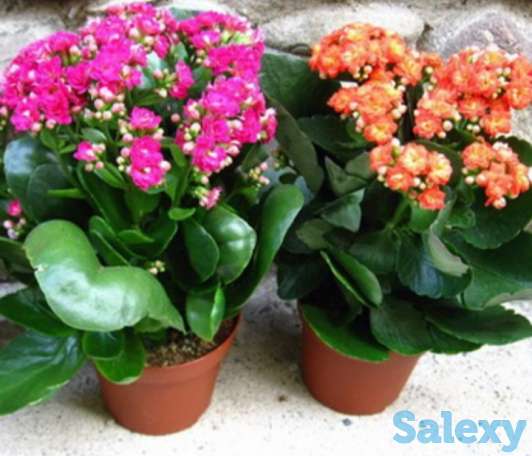 Каланхоэ комнатное (лечебный)., фотография 1