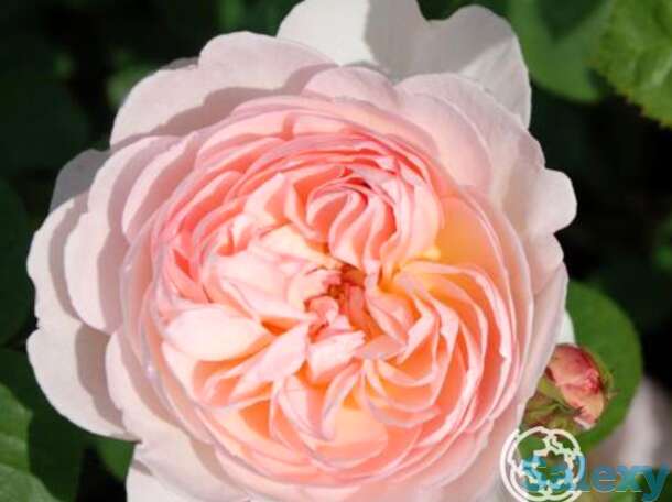 Роза джентл гермионе, д.остин кустарниковая, фотография 1