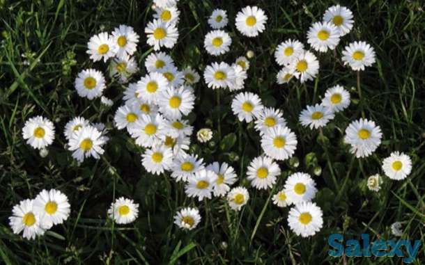 Маргаритка, фотография 1