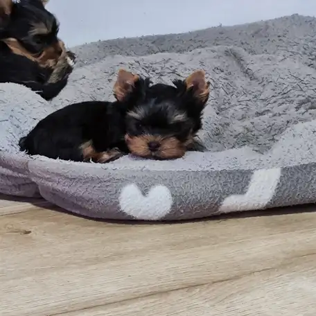 Продаются щенки йоркширского терьера, фотография 5