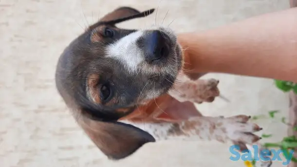 продам щенков, порода курцхаар, фотография 1