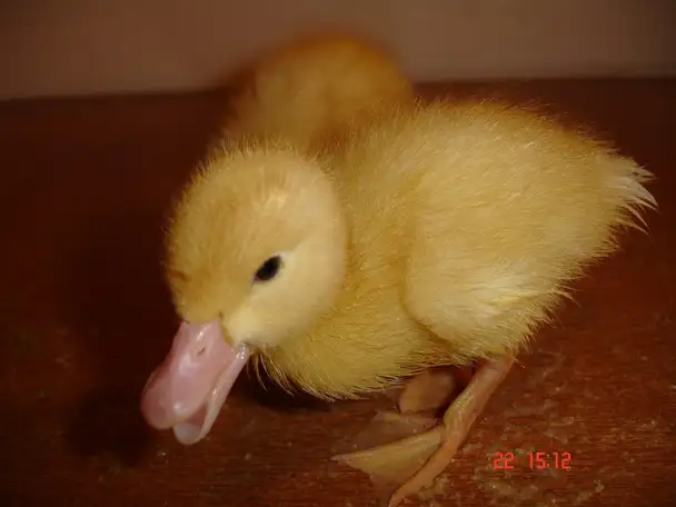 Продам утят и гусят, фотография 4