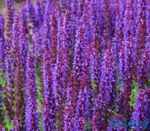 Семена Шалфей РСТ,  Россия, фотография 1