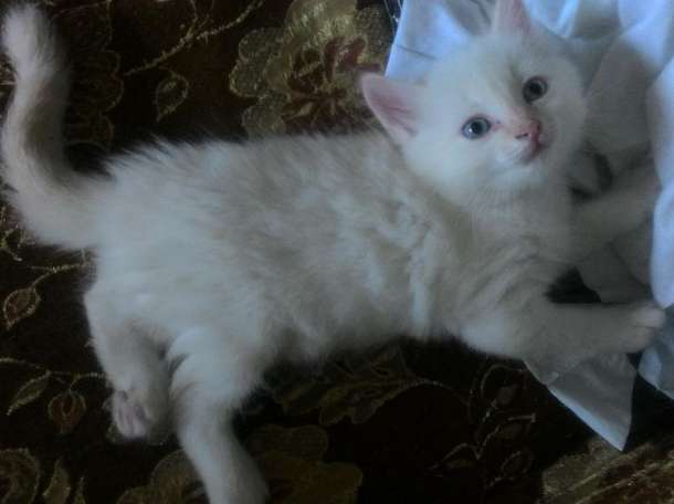 Котята в хорошие руки, фотография 5