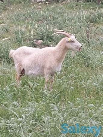 Продам козлят от дойной козы, фотография 6