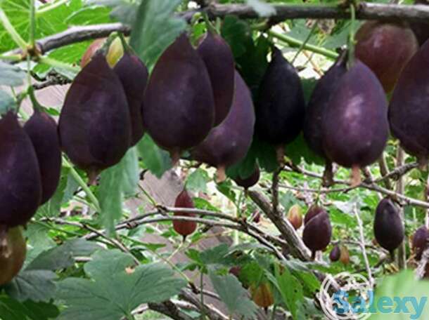 Крыжовник Грушенька, фотография 1