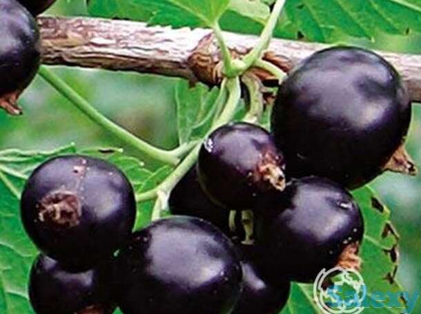 Смородина Деликатес черная, фотография 1