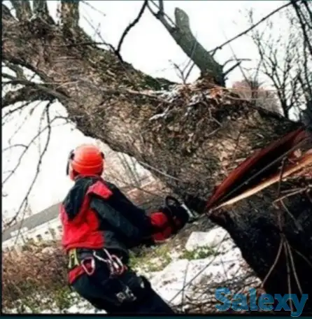 Обрезка и спил деревьев, фотография 1