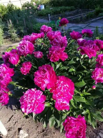 продаю дачу, Легенда 20 линия, участок 341, фотография 4