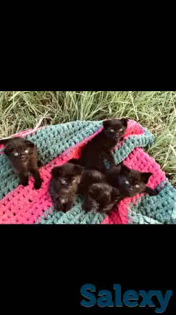 Котята вислоухие, фотография 2