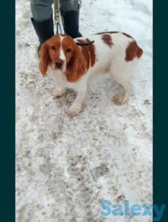 Готовятся к продаже щенки Русского спаниеля, фотография 2