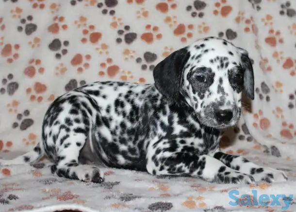 Далматин Далматинец щенки далматинов Далматины Алматы, фотография 7